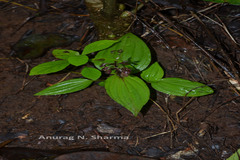 Liparis biloba